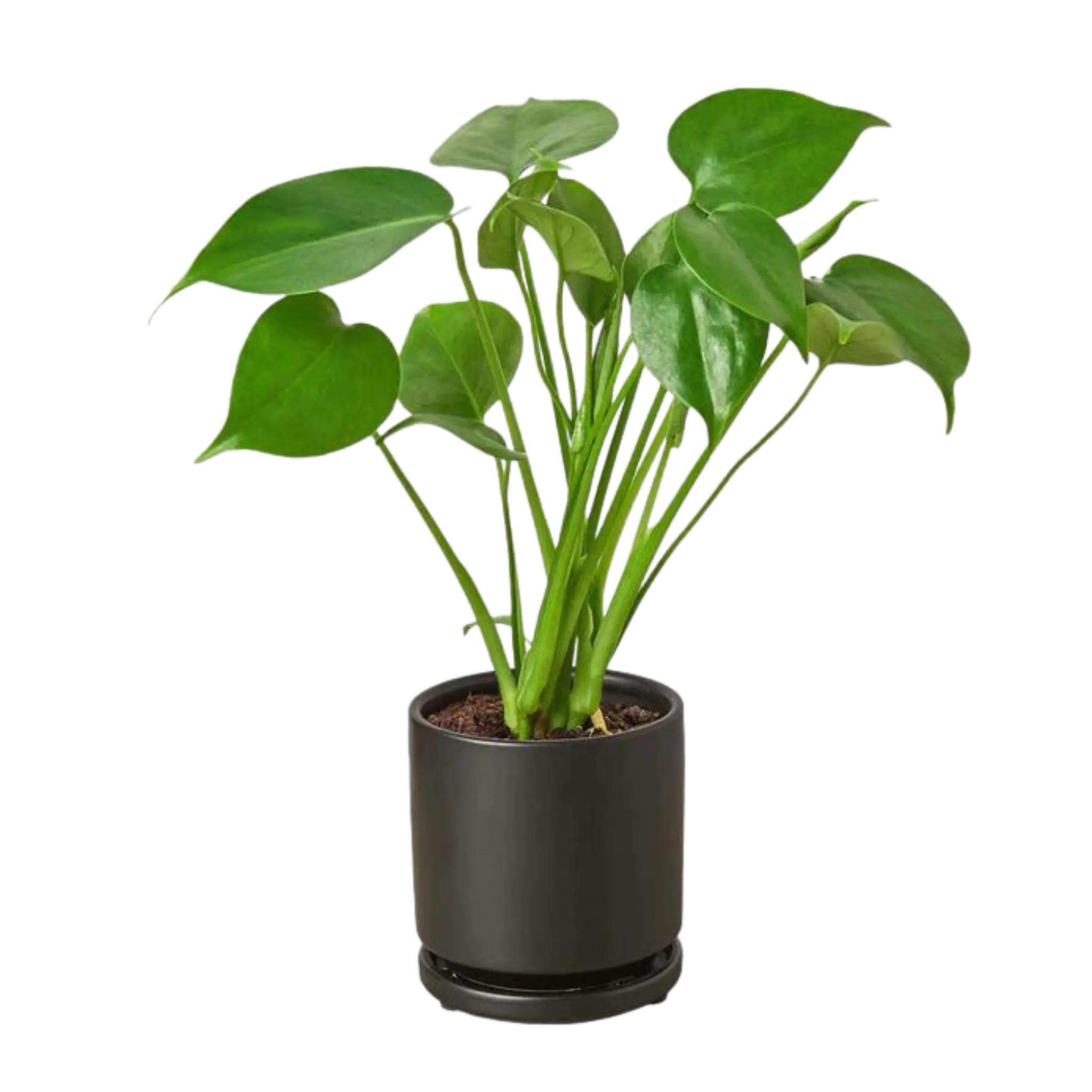 Monstera Deliciosa - Hive Plants -