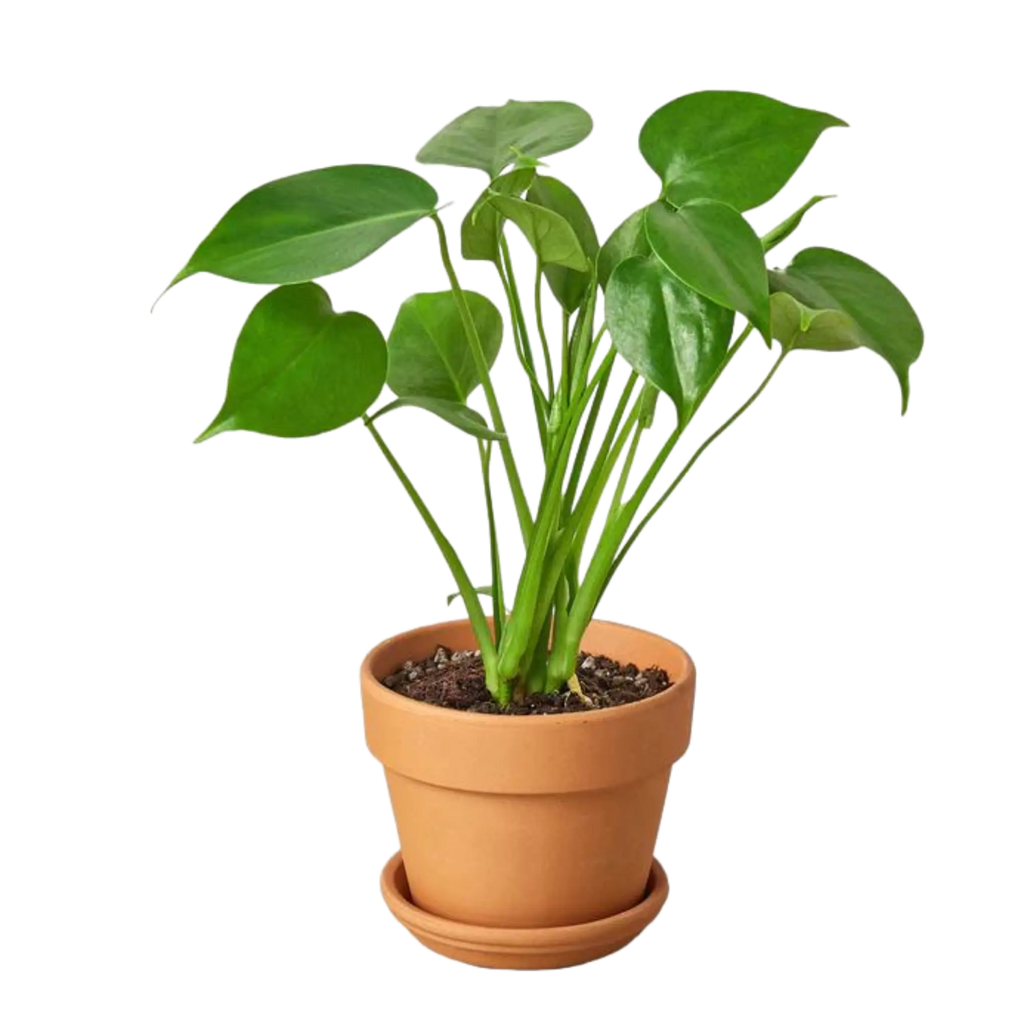 Monstera Deliciosa - Hive Plants -