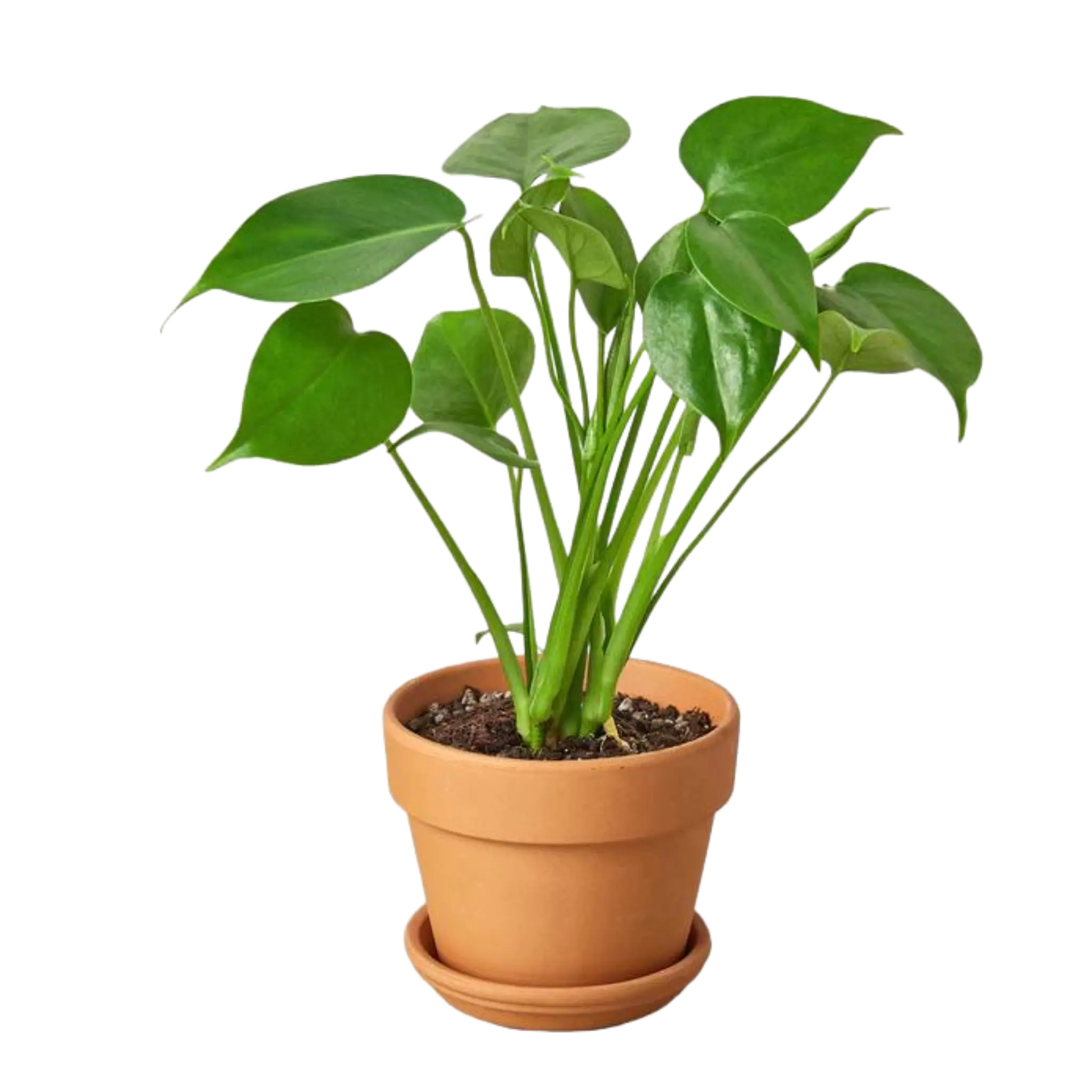 Monstera Deliciosa - Hive Plants -
