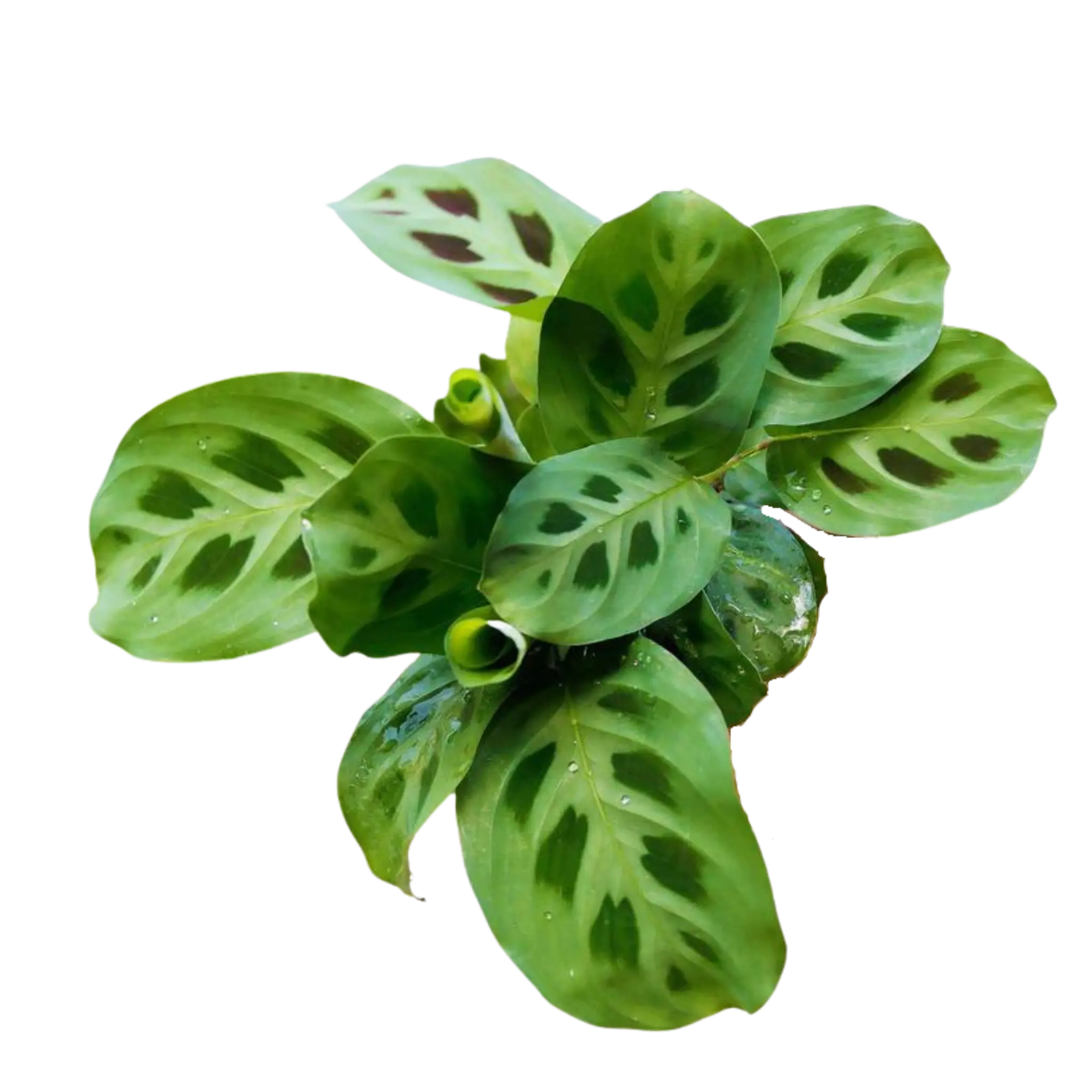 Prayer Plant &