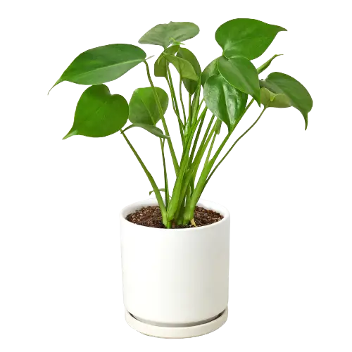 Monstera Deliciosa - Hive Plants -