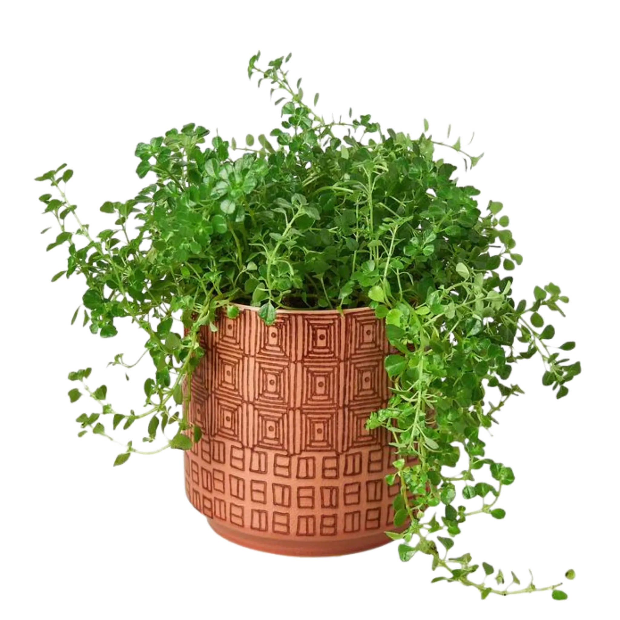 Pattern Pots - 6.5 Inches - Hive Plants - Pots & Planters