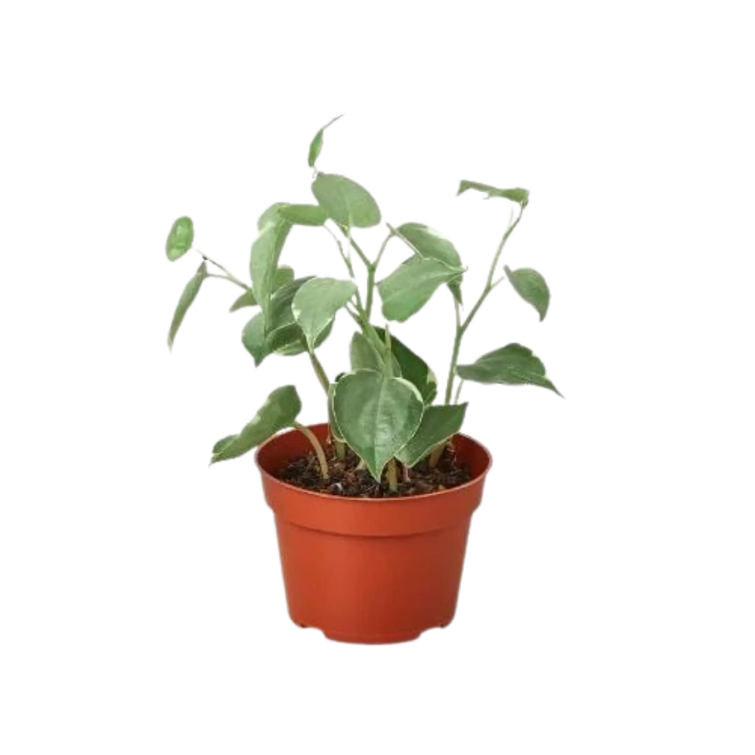 Peperomia &