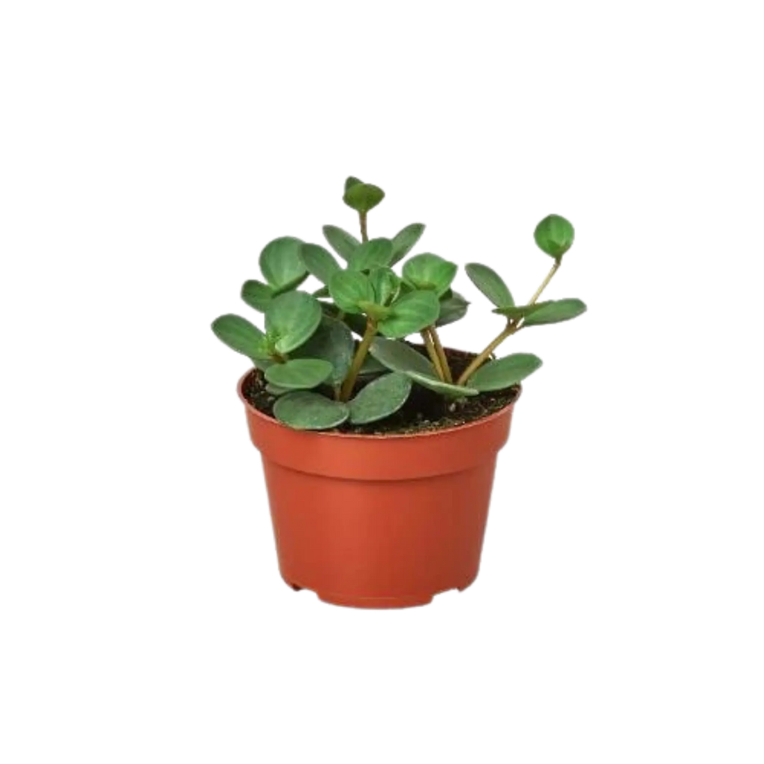 Peperomia &