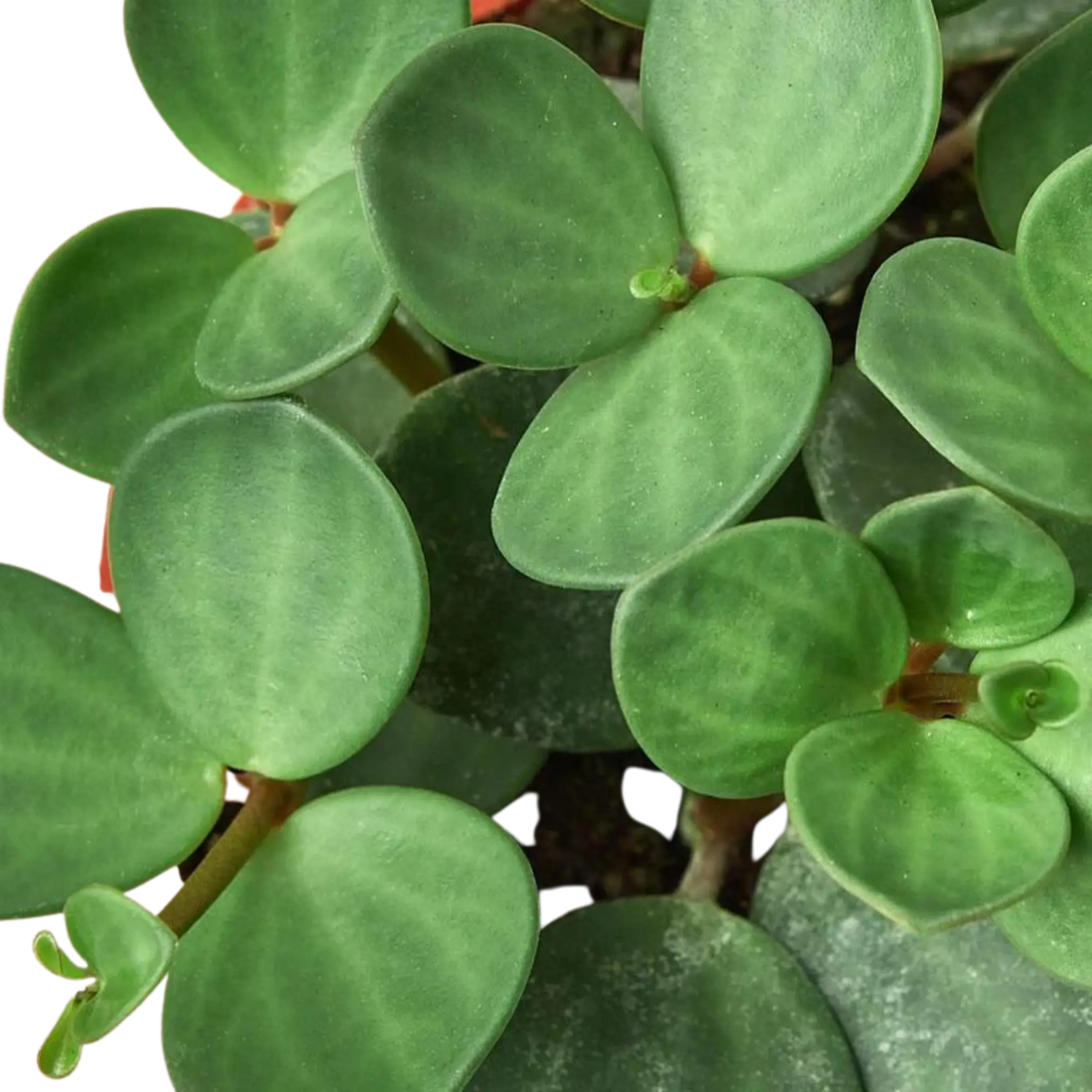 Peperomia &