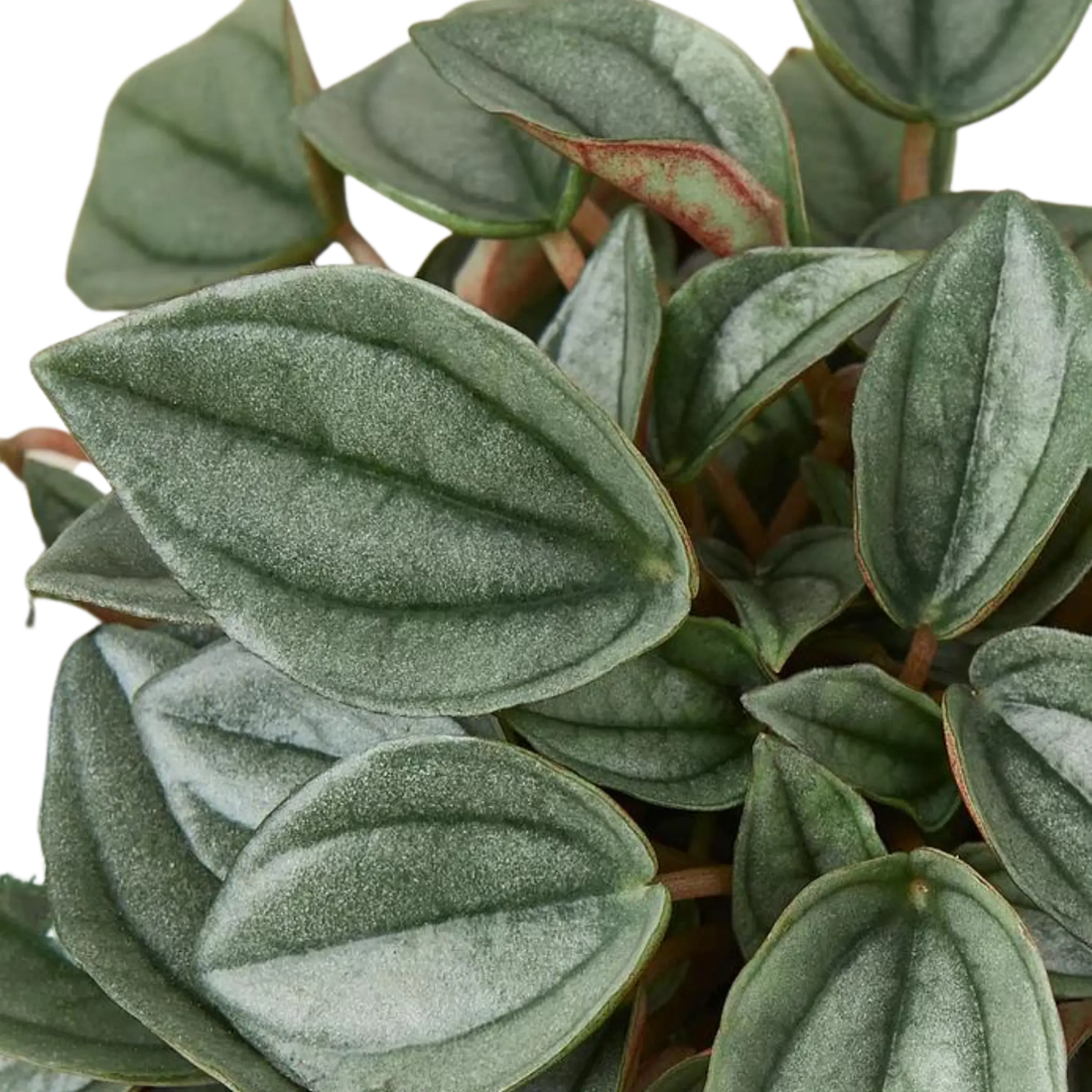 Peperomia &