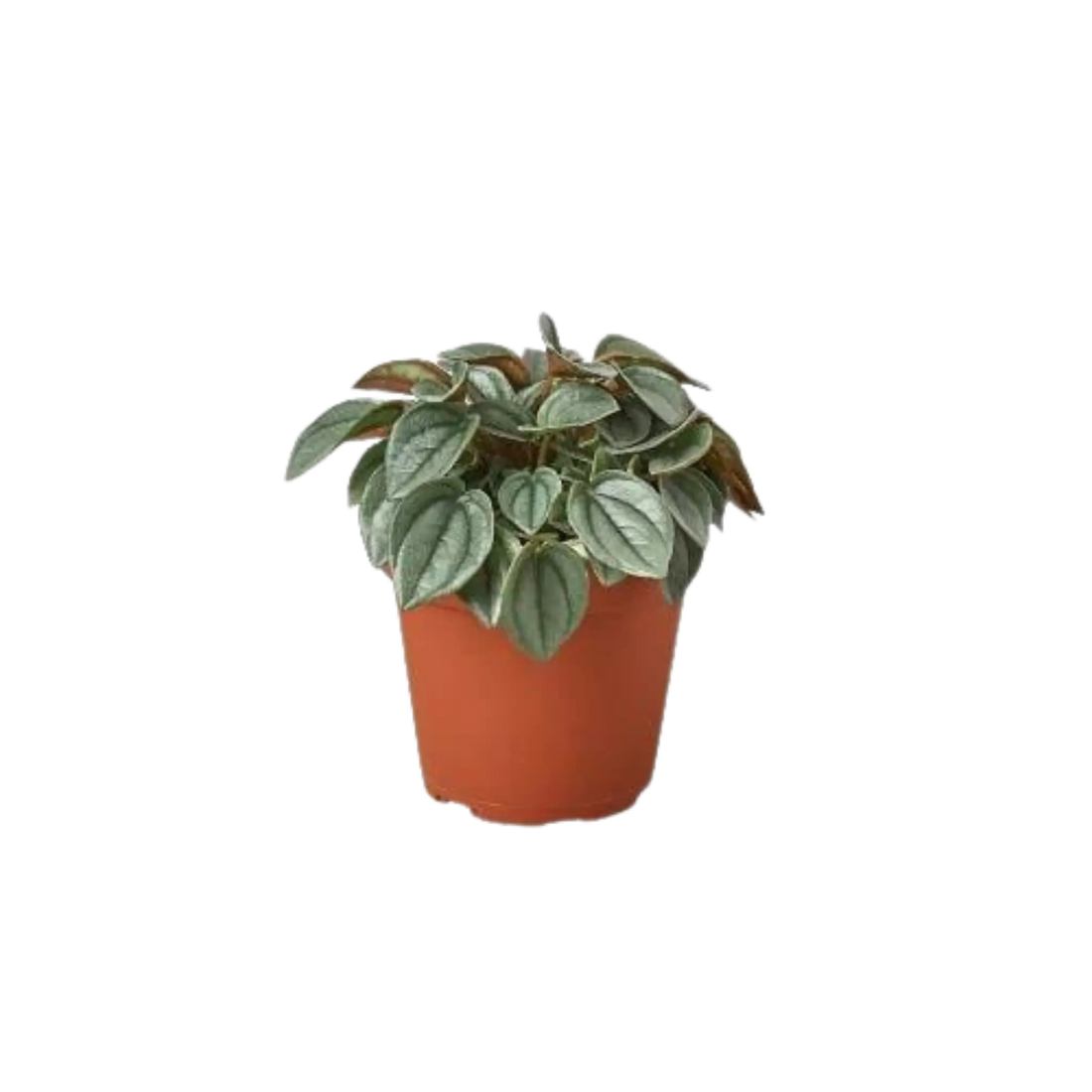 Peperomia &