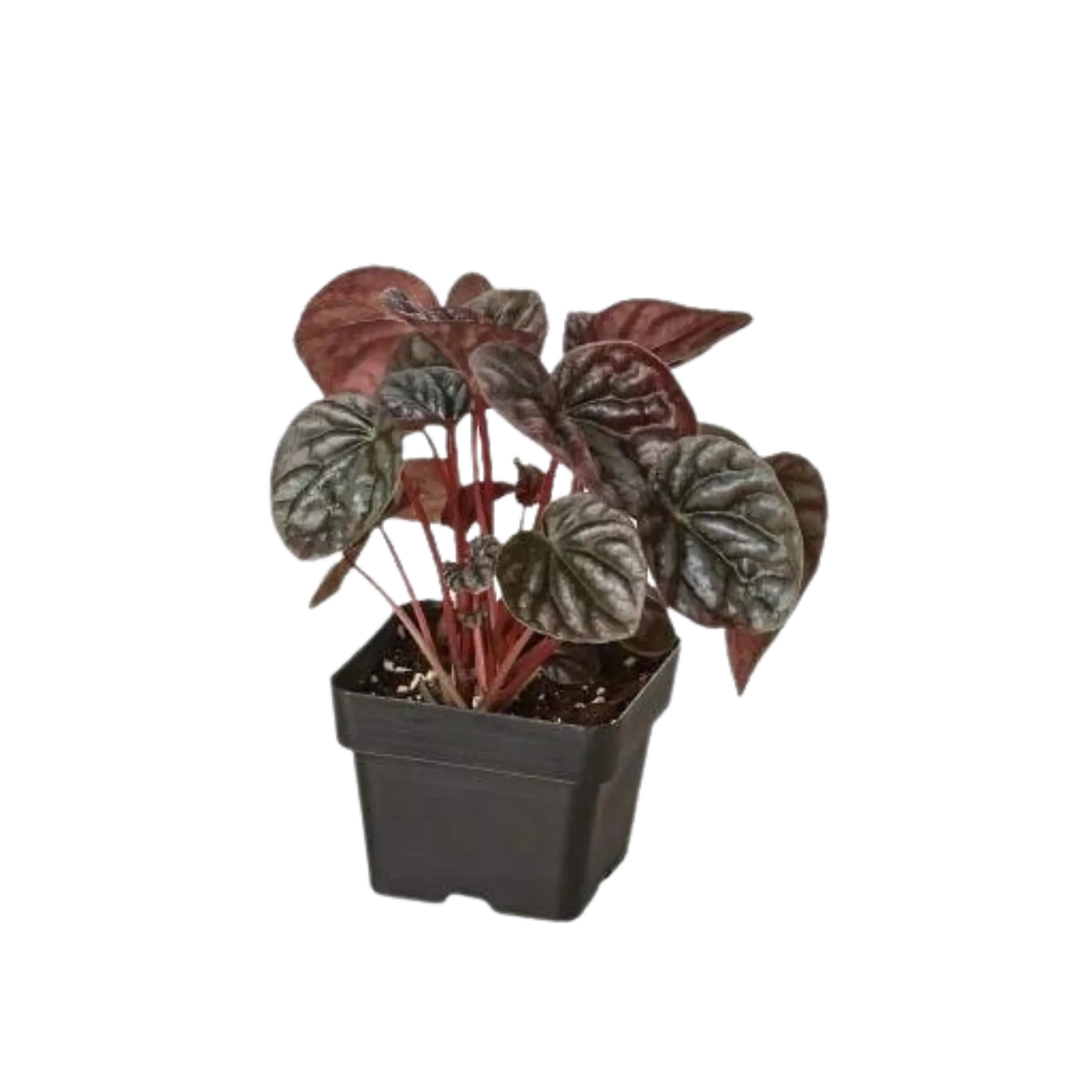 Peperomia &