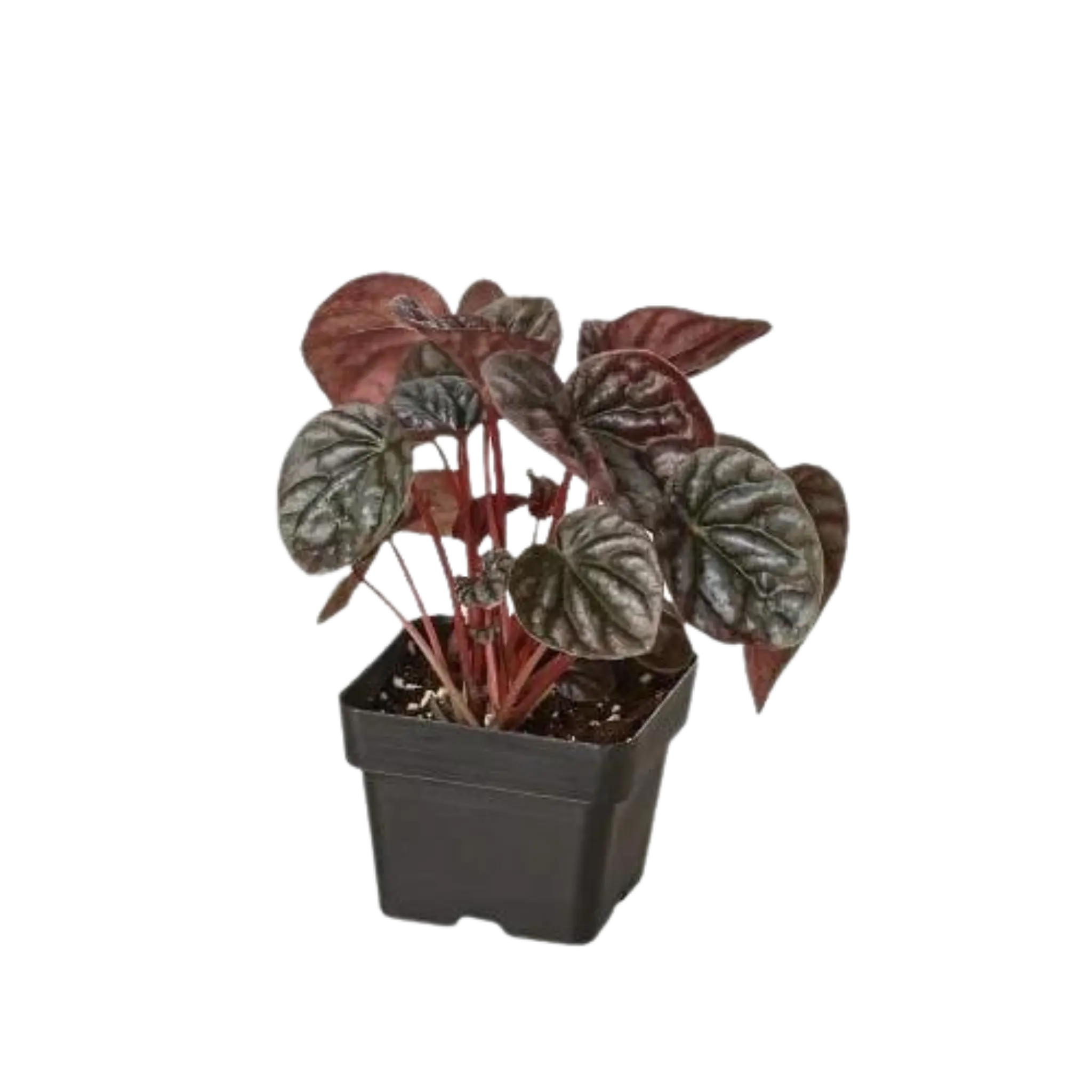 Peperomia &