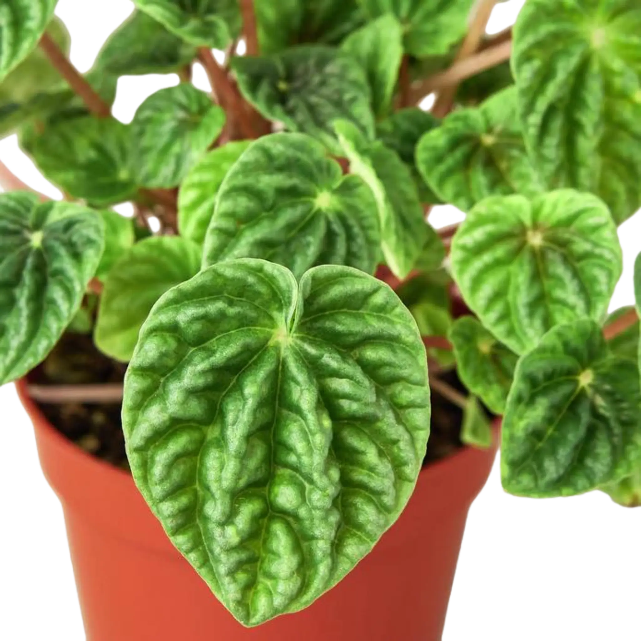 Peperomia &