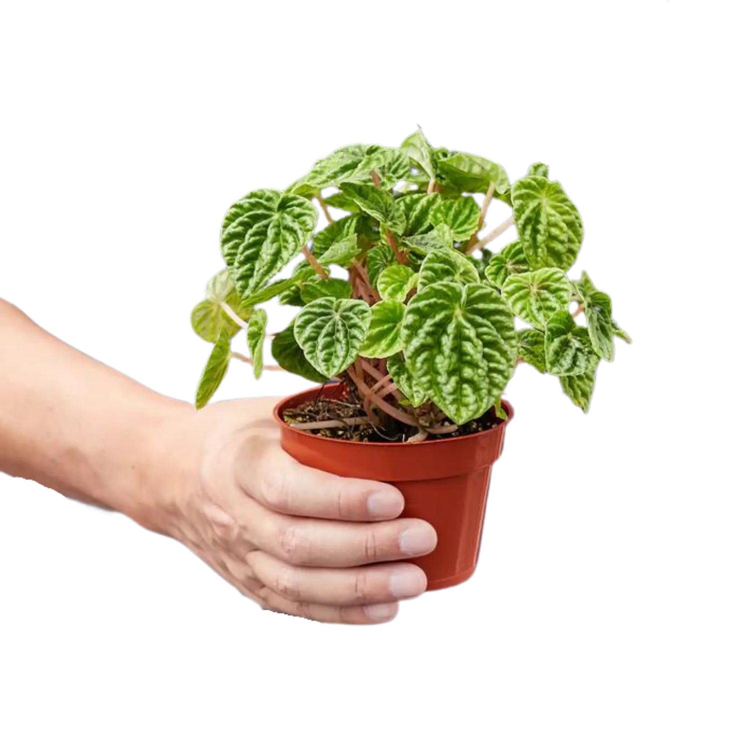 Peperomia &