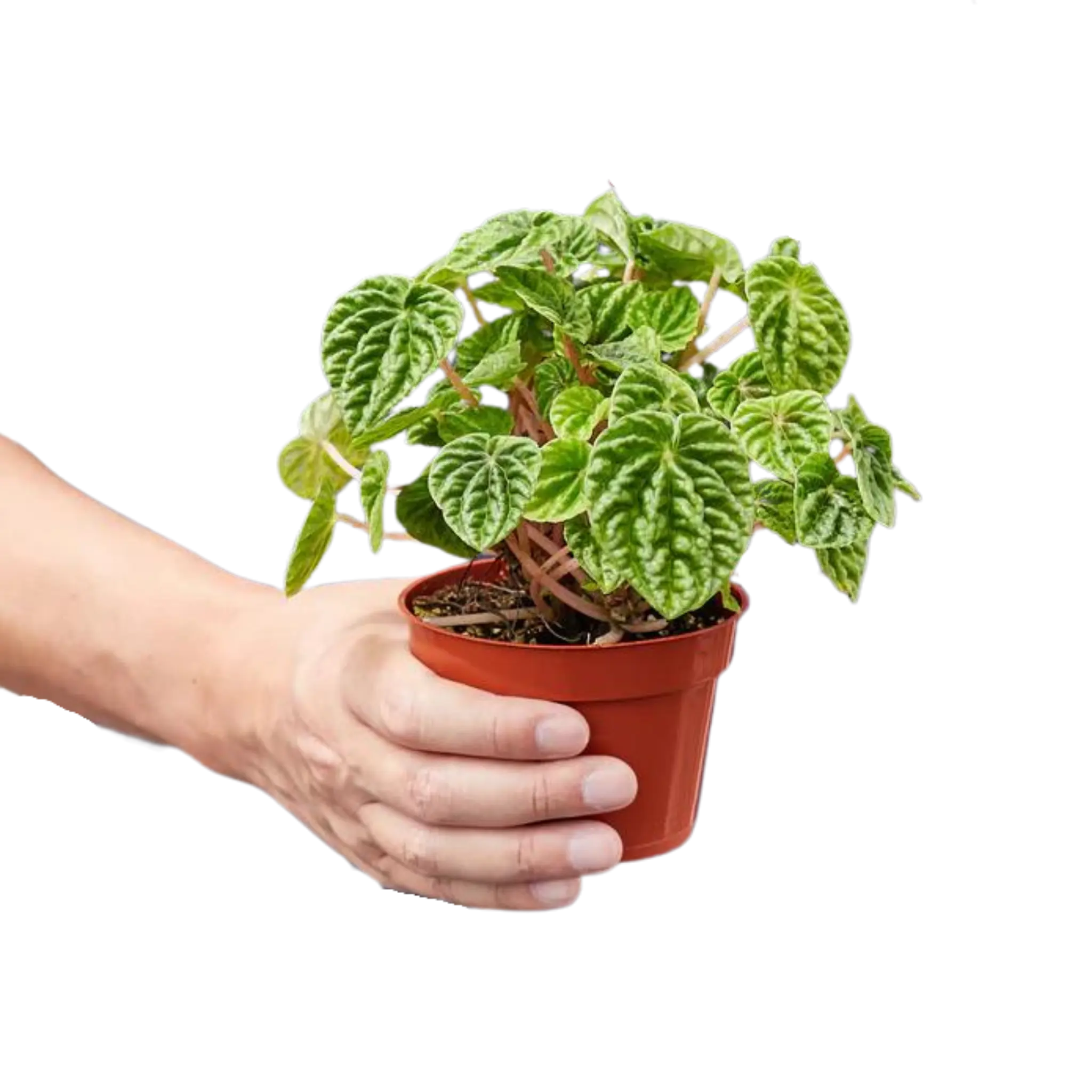 Peperomia &