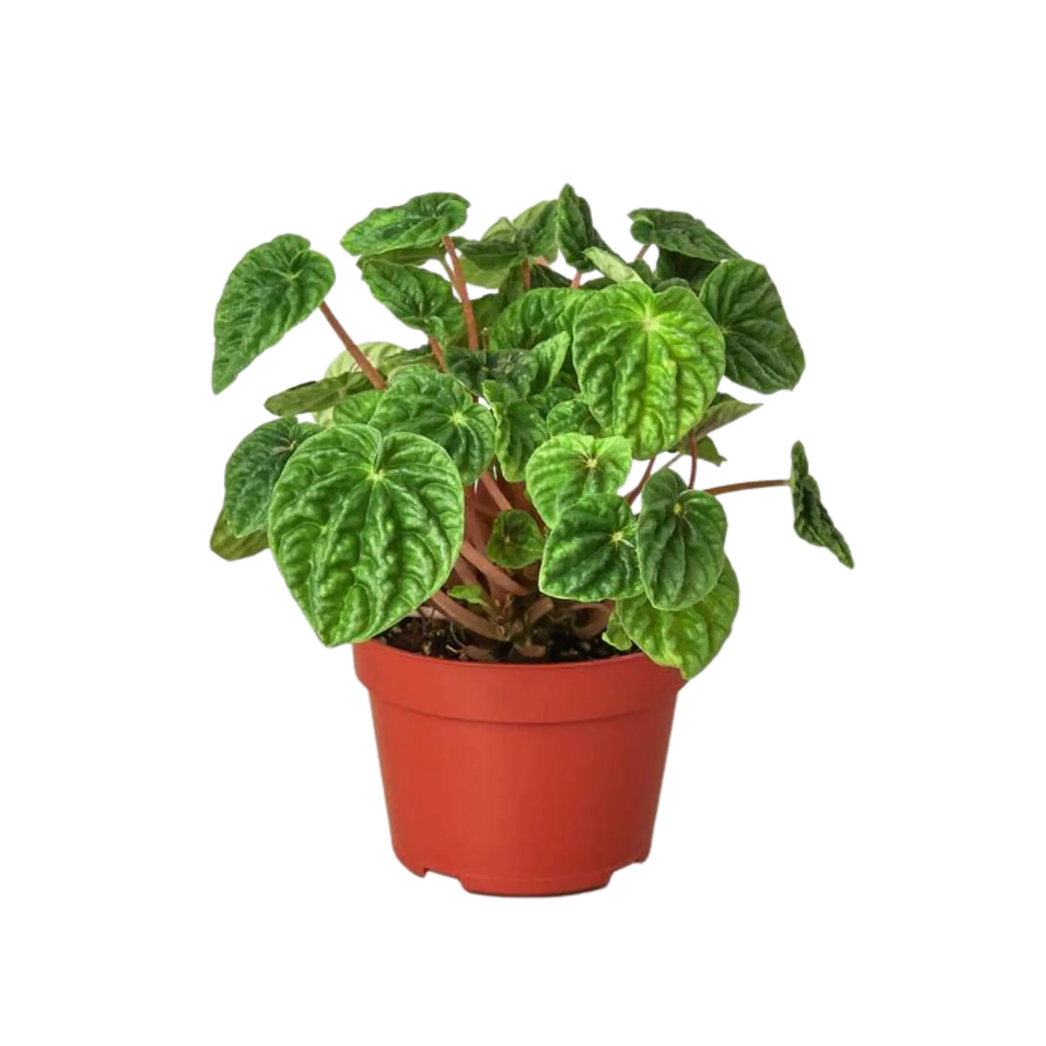 Peperomia &