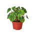 Peperomia &