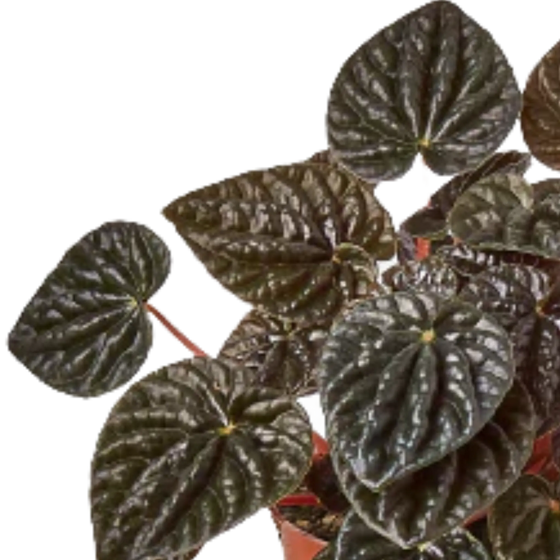 Peperomia &