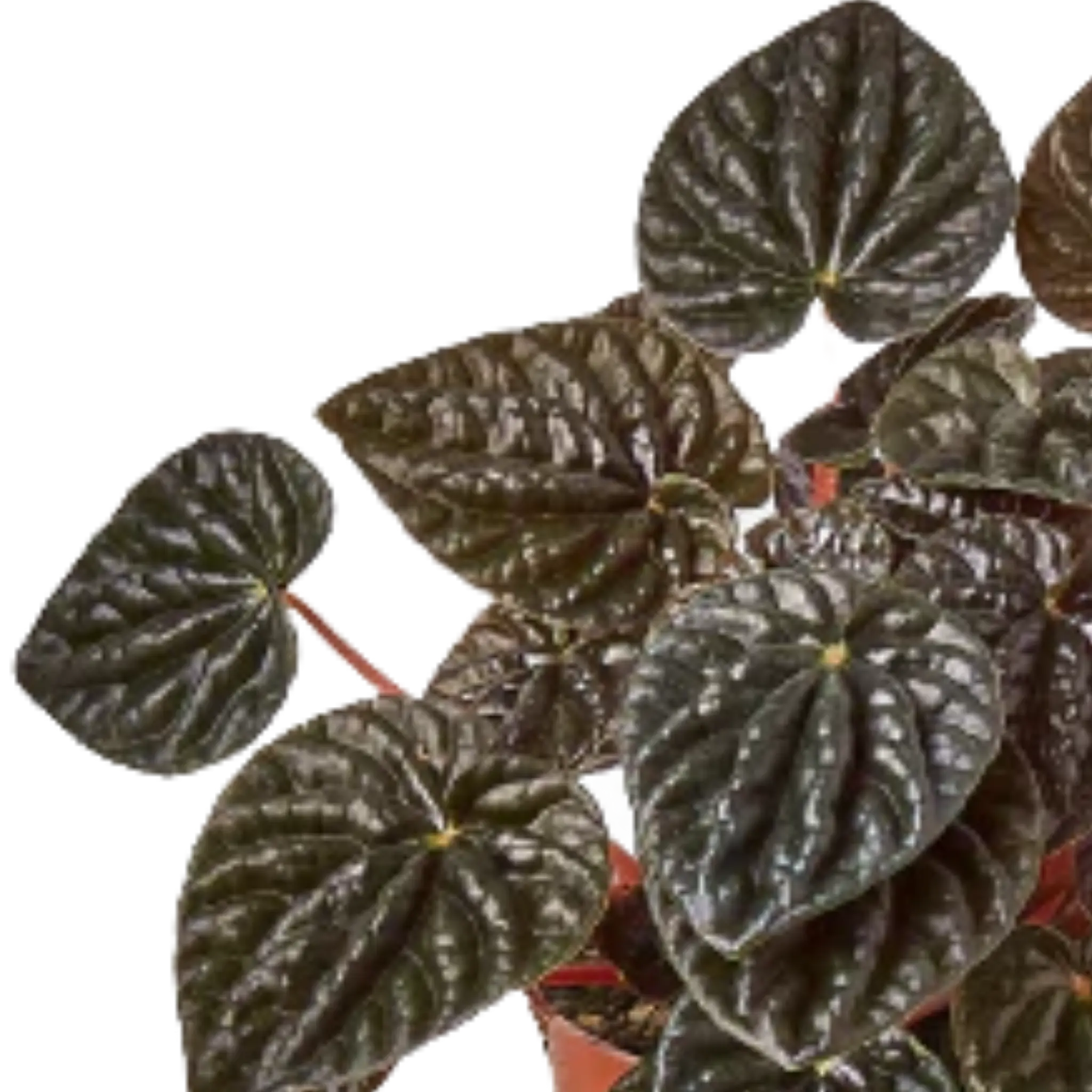 Peperomia &
