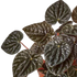 Peperomia &