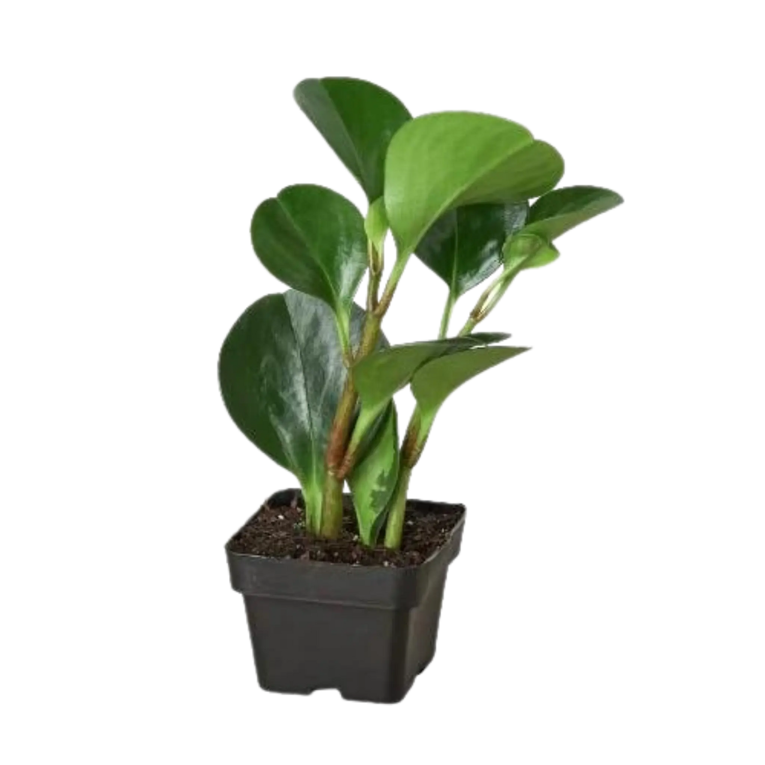 PEPEROMIA &