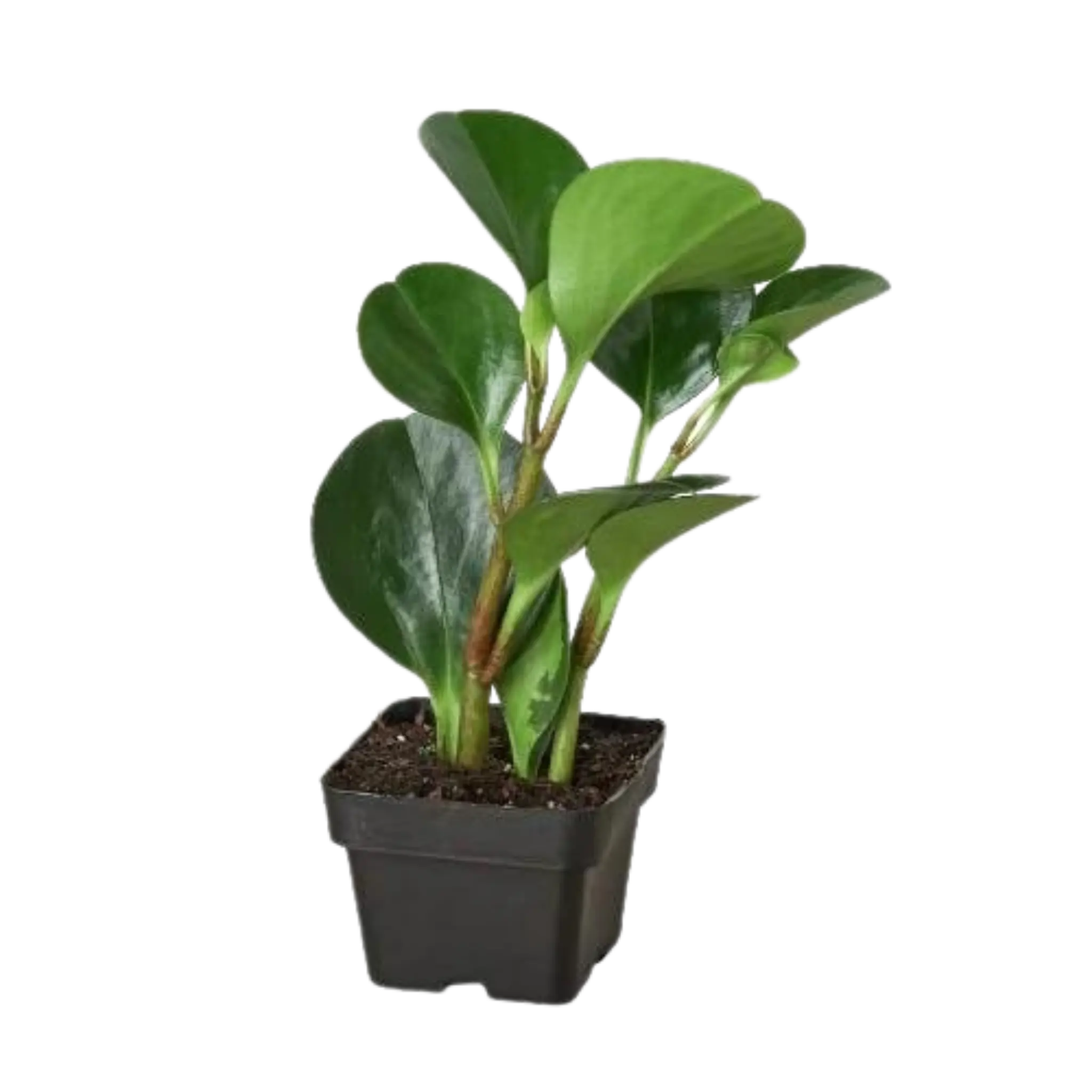PEPEROMIA &