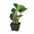 PEPEROMIA &