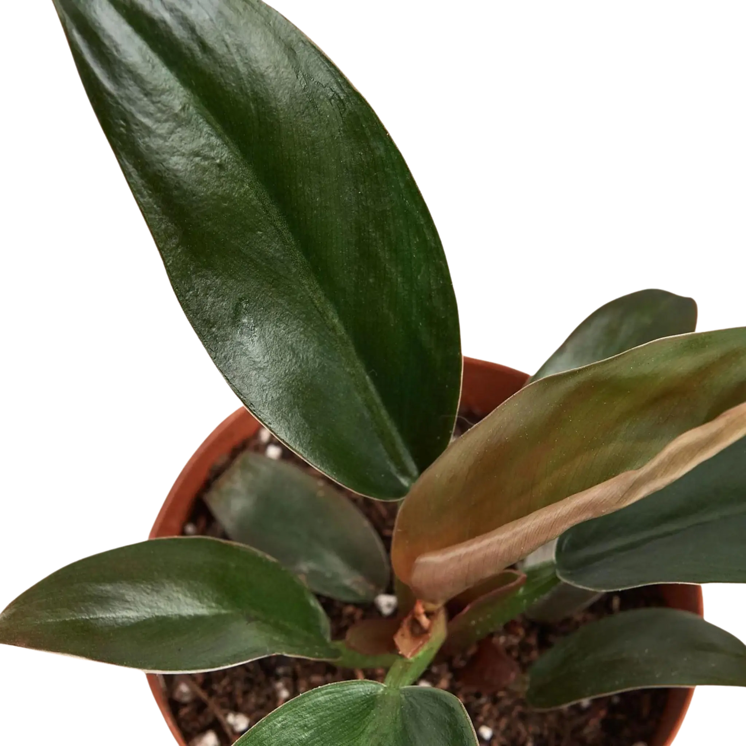 Philodendron &