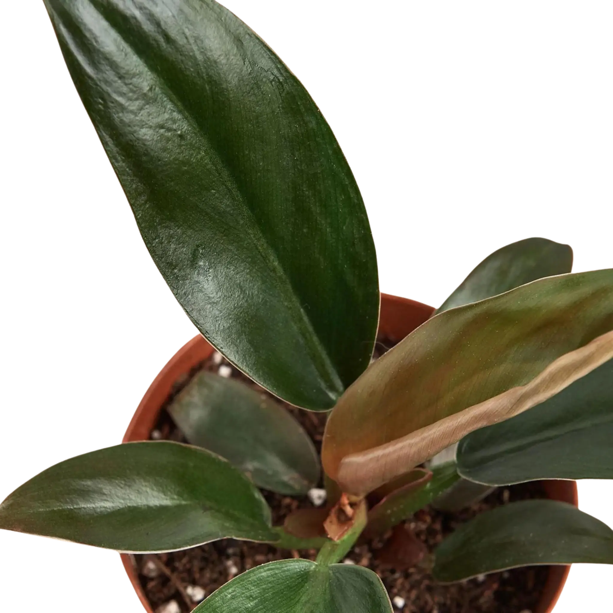 Philodendron &