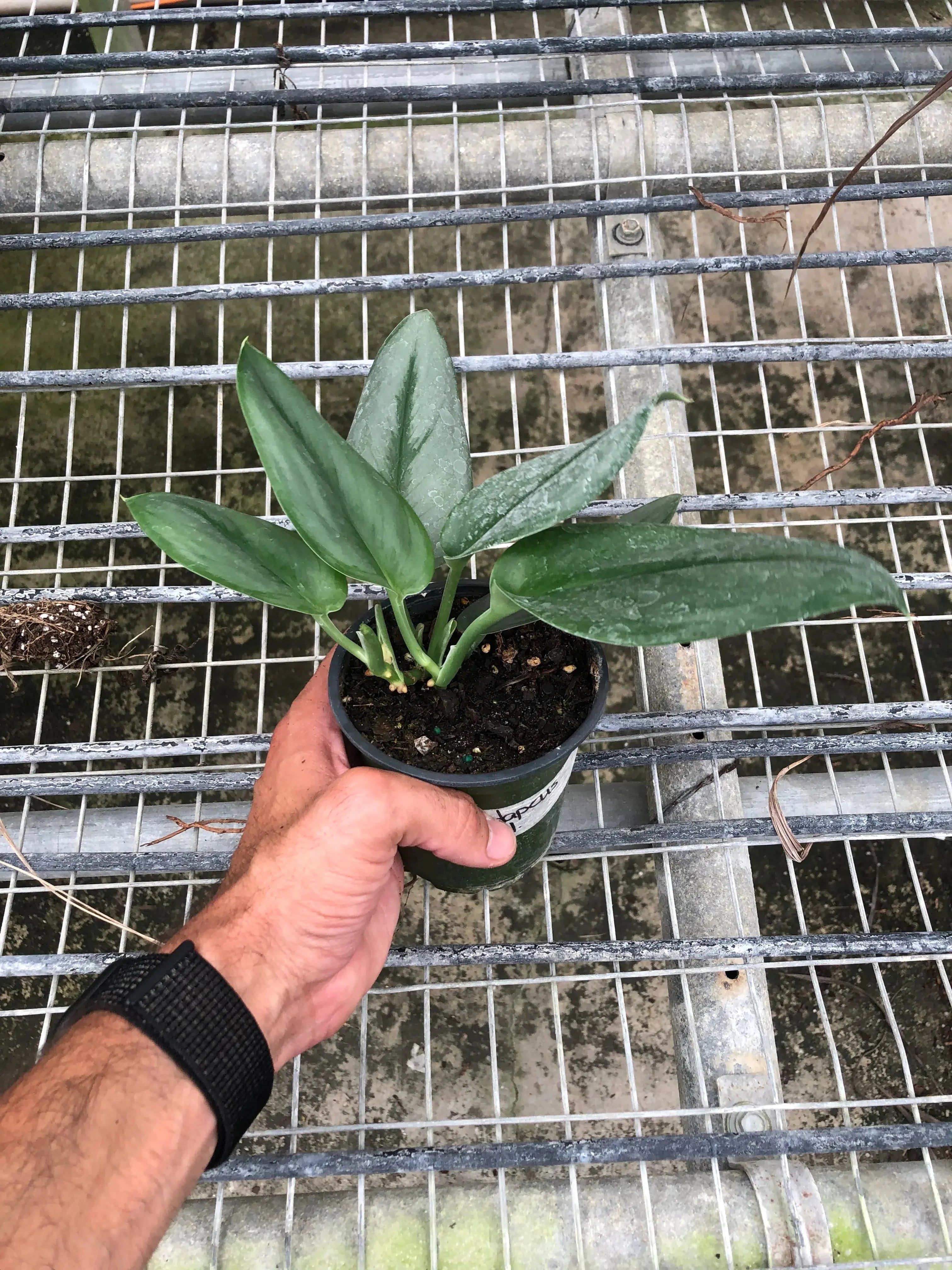 Scindapsus &