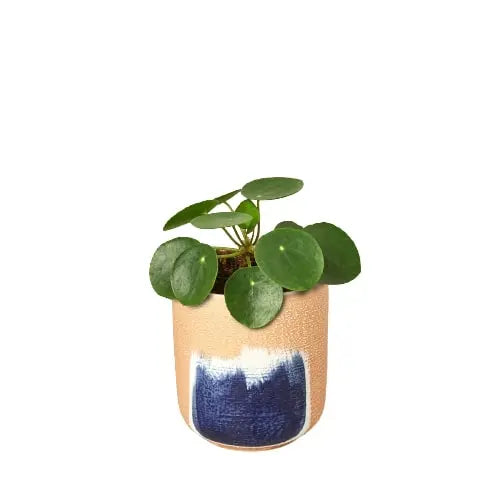 Pilea Peperomioides &
