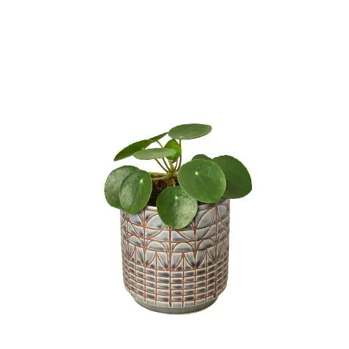 Pilea Peperomioides &
