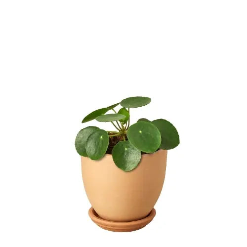 Pilea Peperomioides &