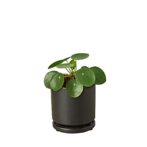 Pilea Peperomioides &