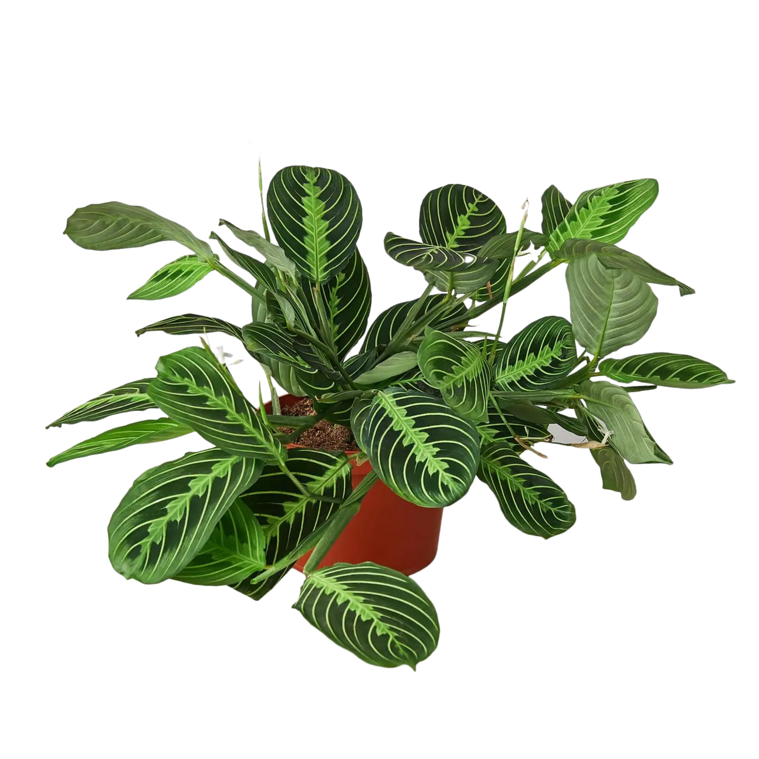 Prayer Plant &