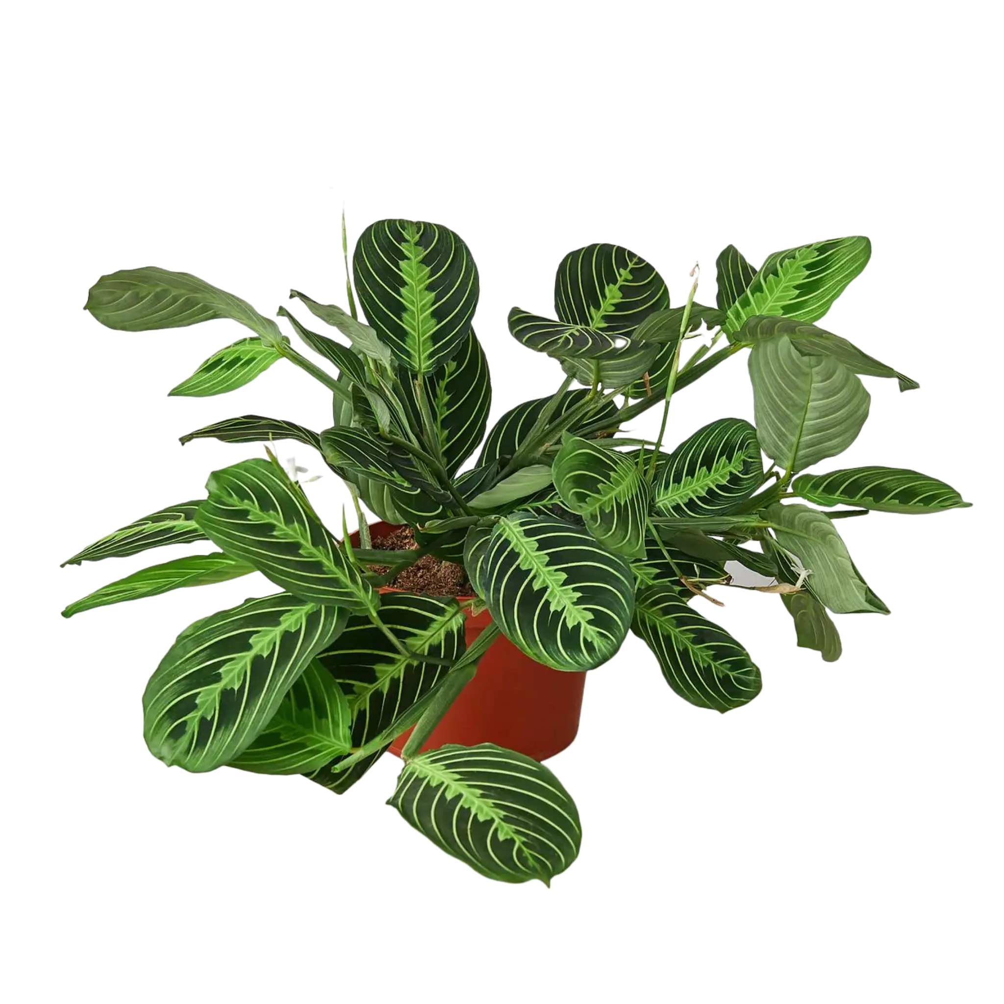 Prayer Plant &