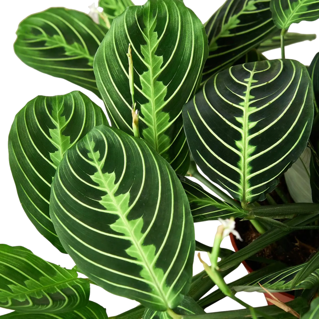 Prayer Plant &
