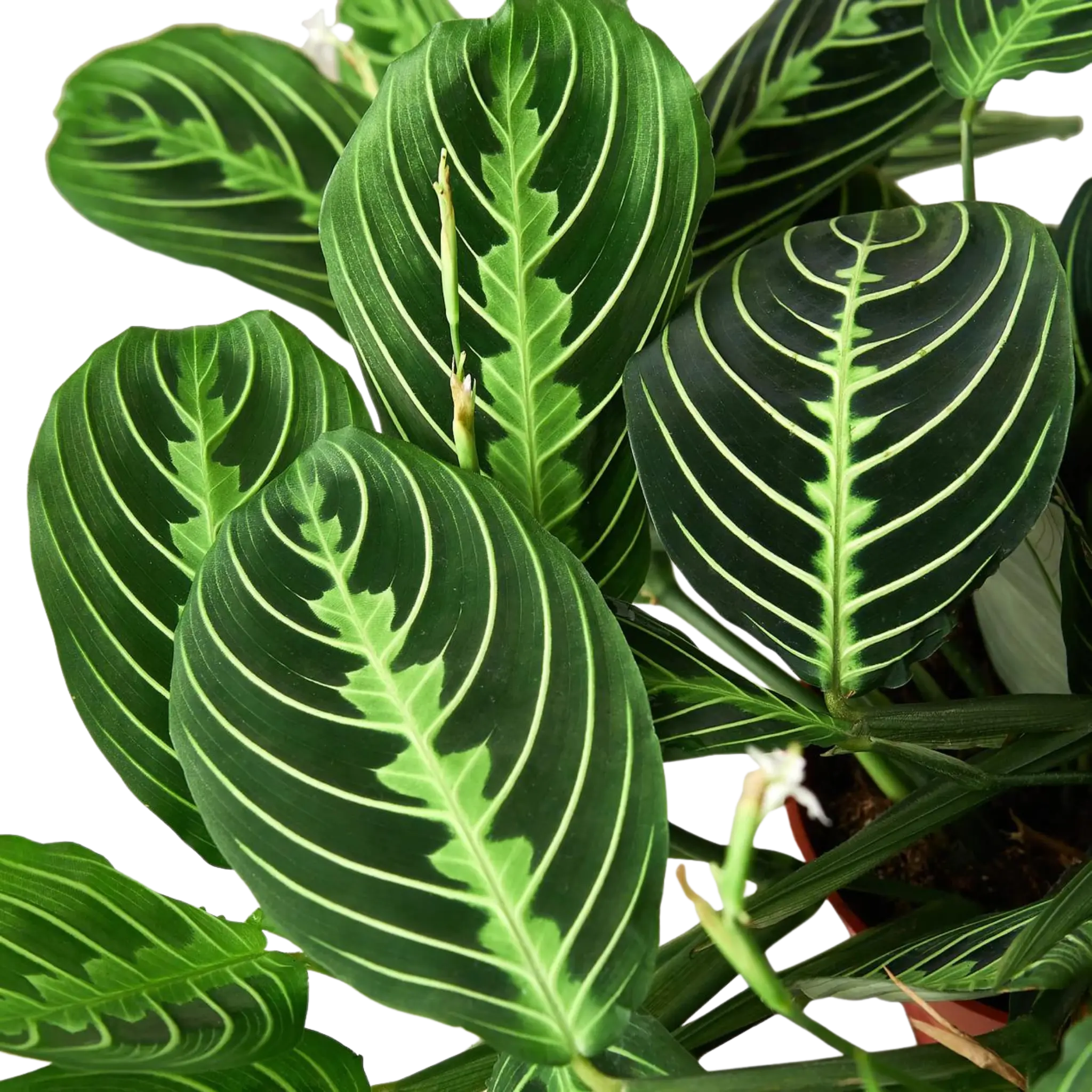 Prayer Plant &