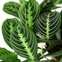 Prayer Plant &