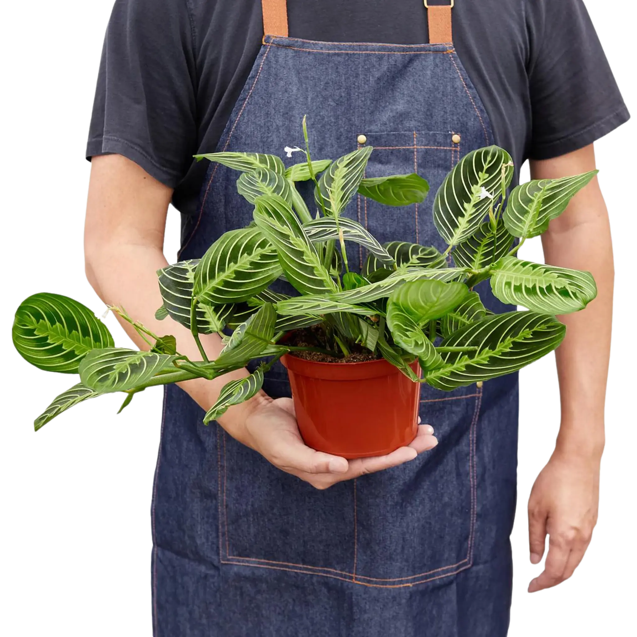 Prayer Plant &