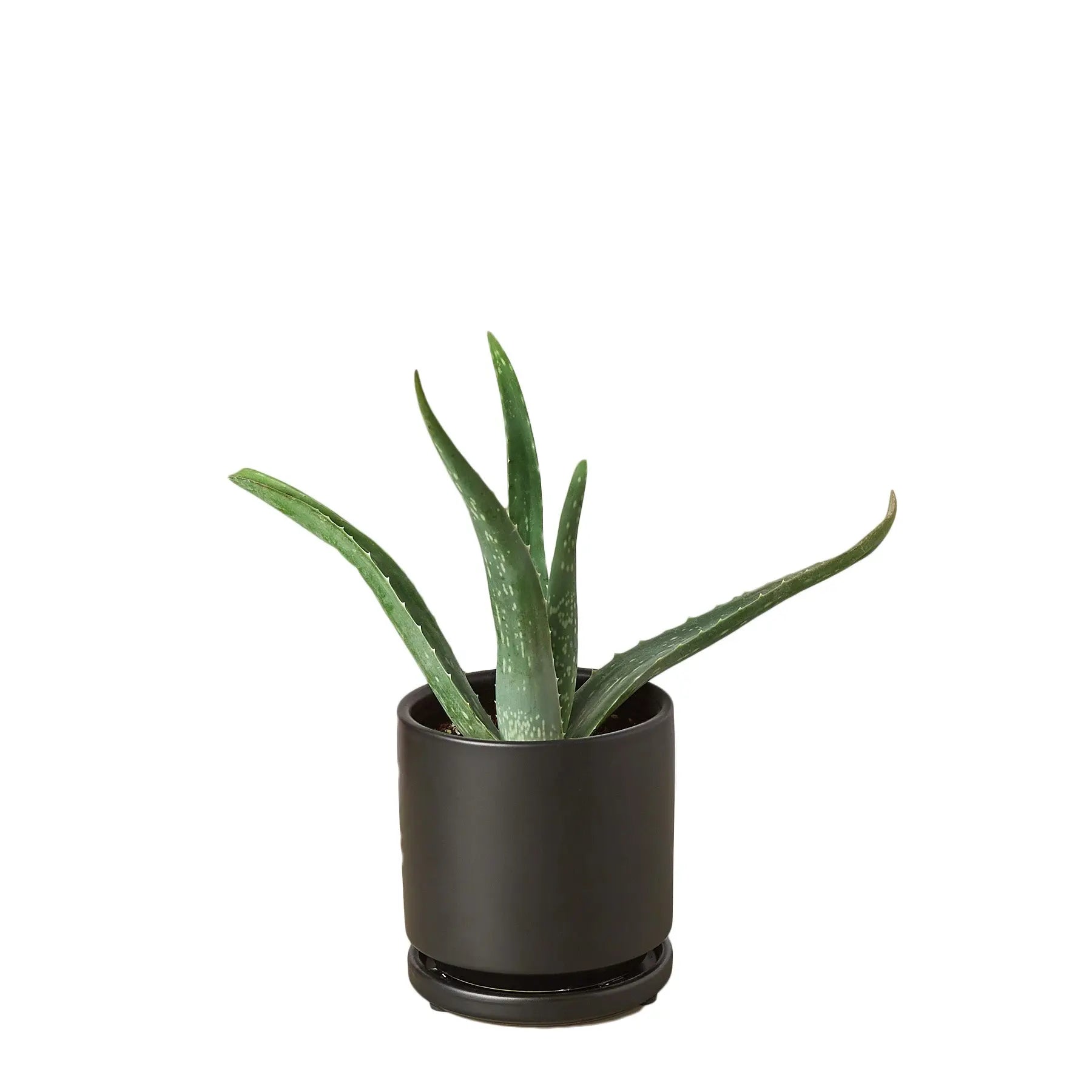 Aloe Vera - Hive Plants -