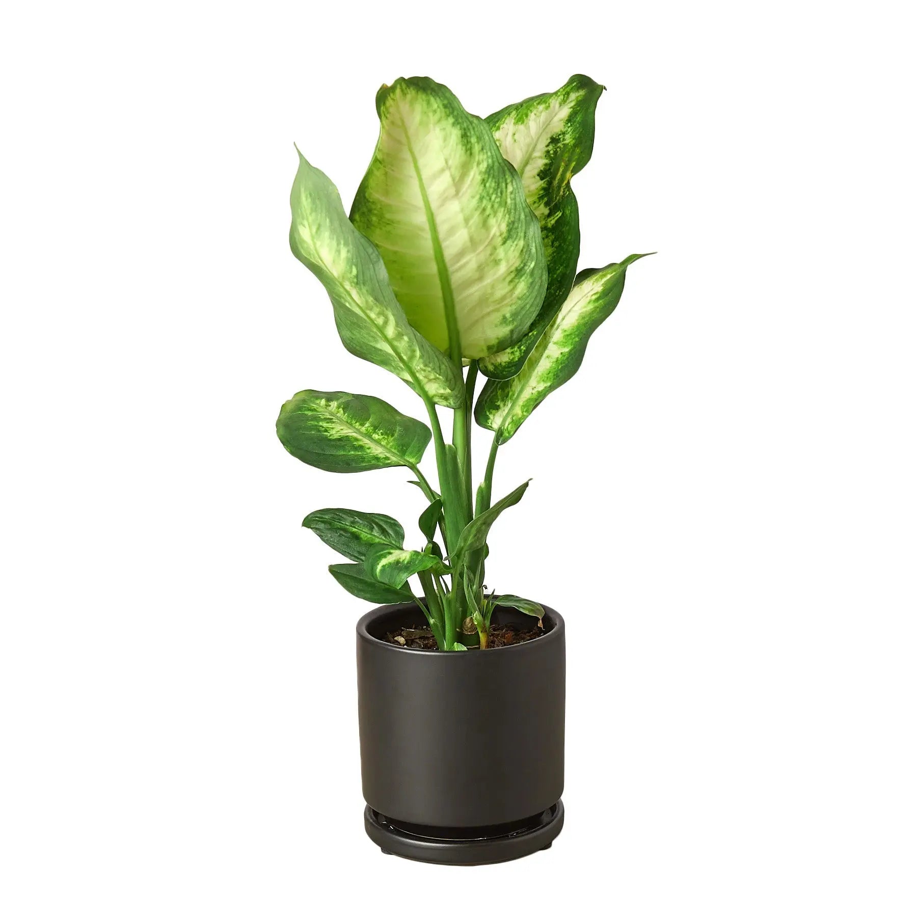 Dieffenbachia &