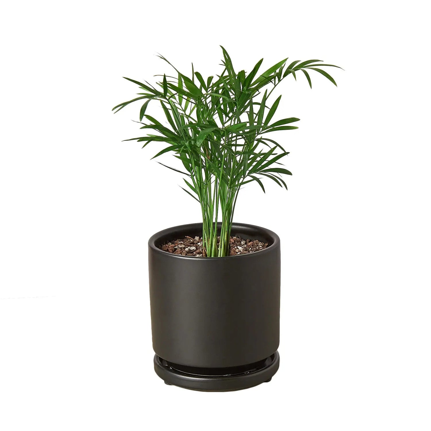 Parlor Palm - Hive Plants - Indoor & Outdoor Plants