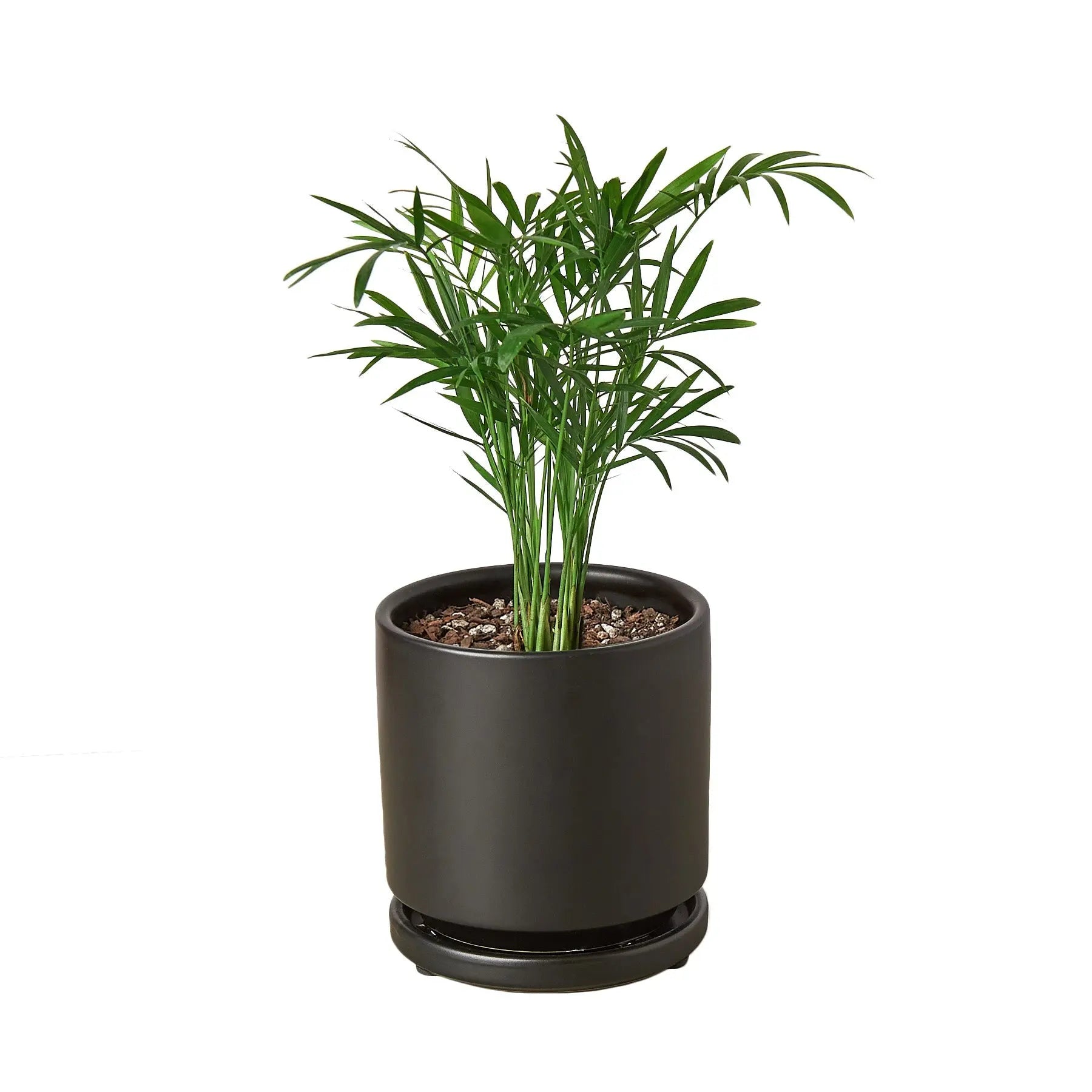 Parlor Palm - Hive Plants - Indoor & Outdoor Plants