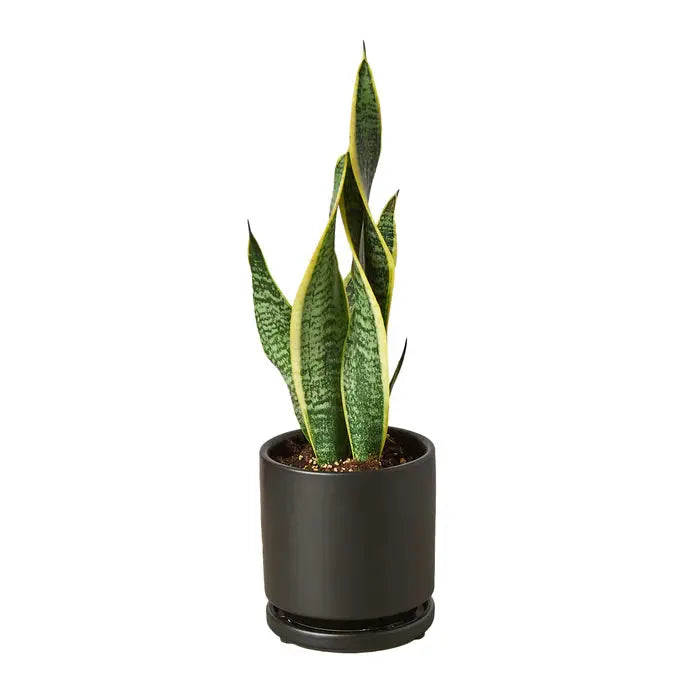 Snake Plant &