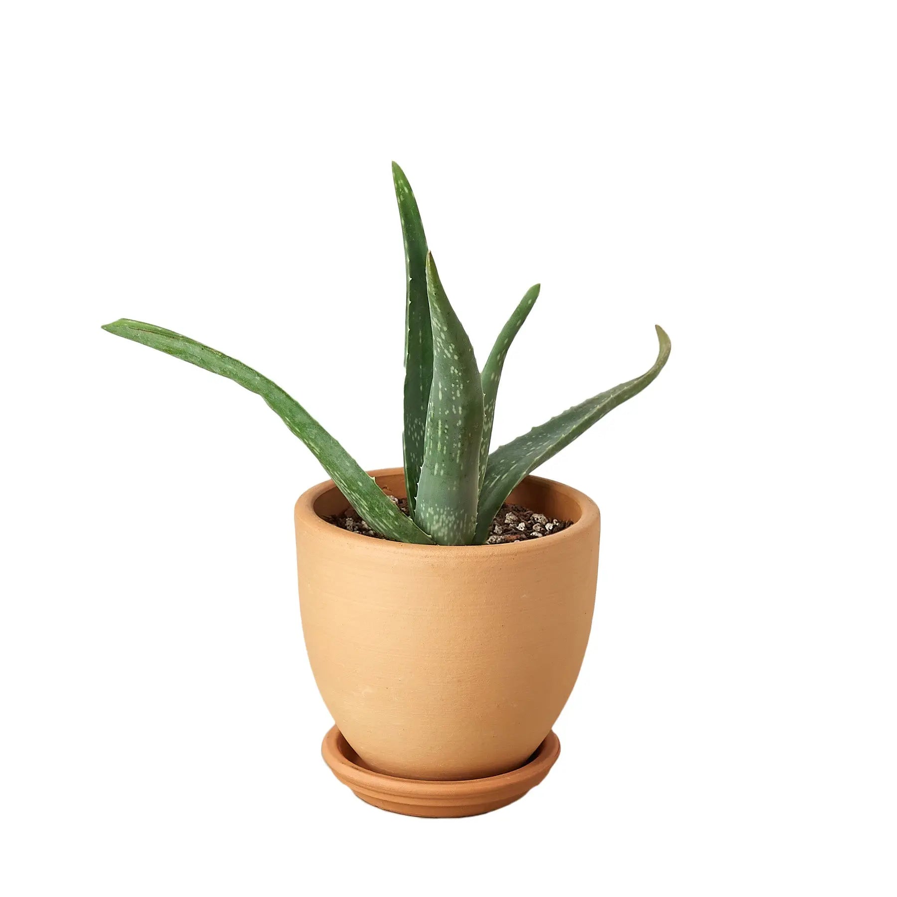 Aloe Vera - Hive Plants -