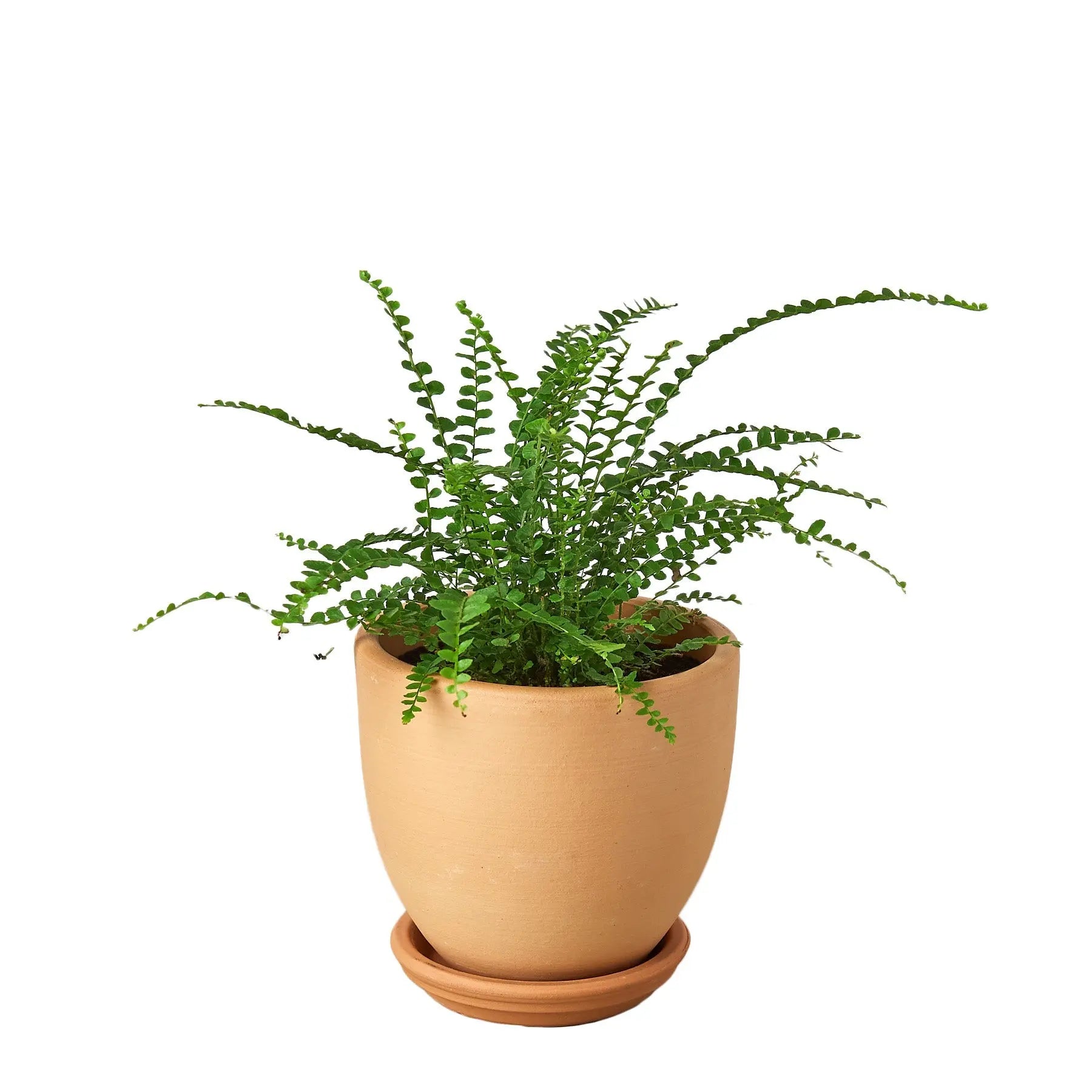 Fern &