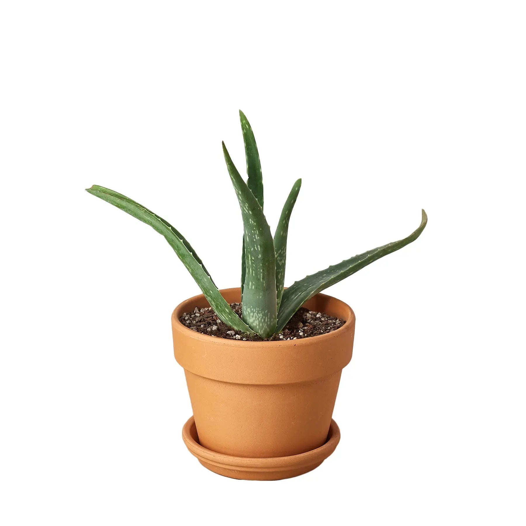 Aloe Vera - Hive Plants -