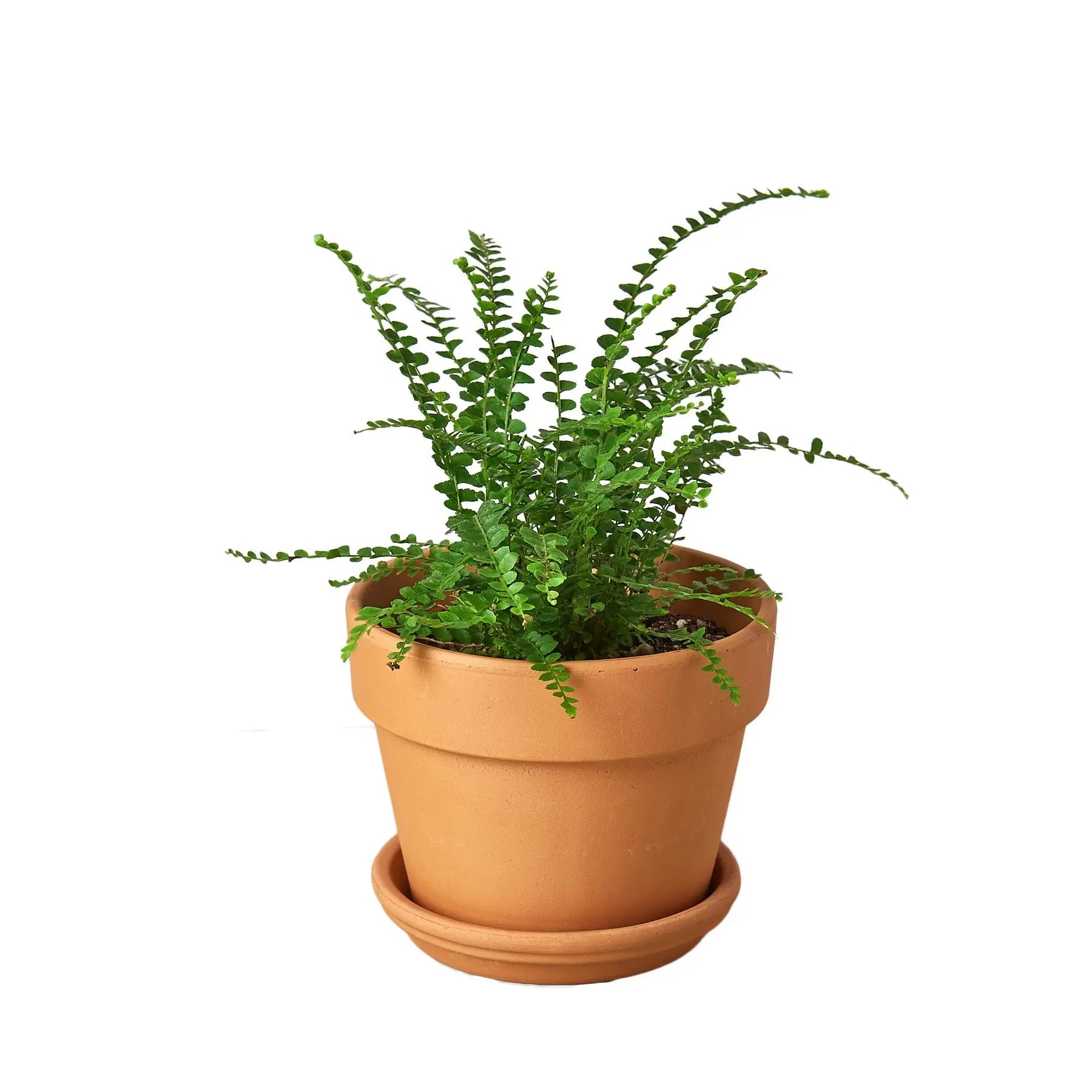 Fern &