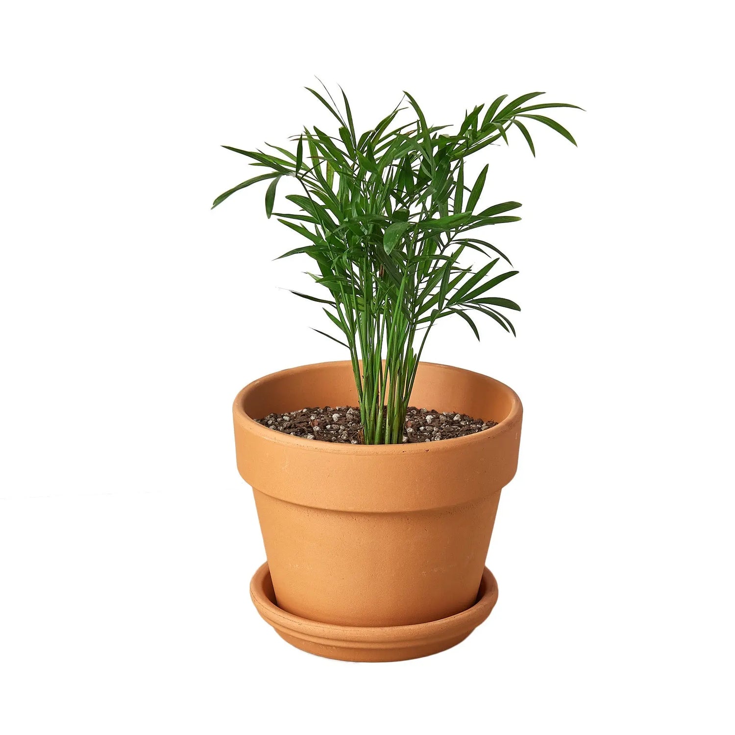 Parlor Palm - Hive Plants - Indoor & Outdoor Plants