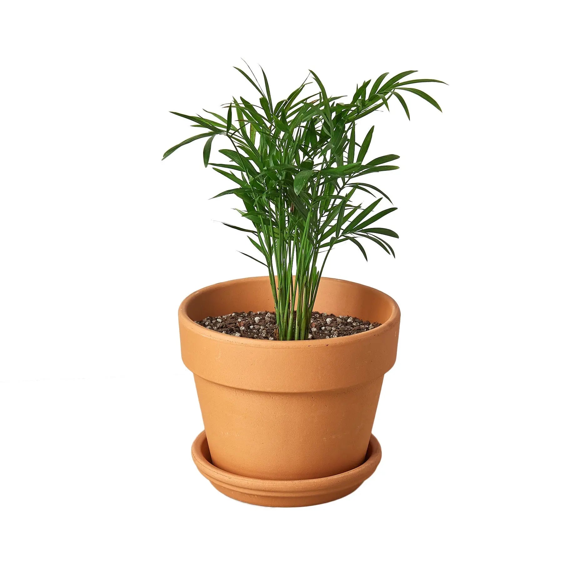 Parlor Palm - Hive Plants - Indoor & Outdoor Plants