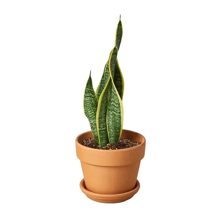 Snake Plant &