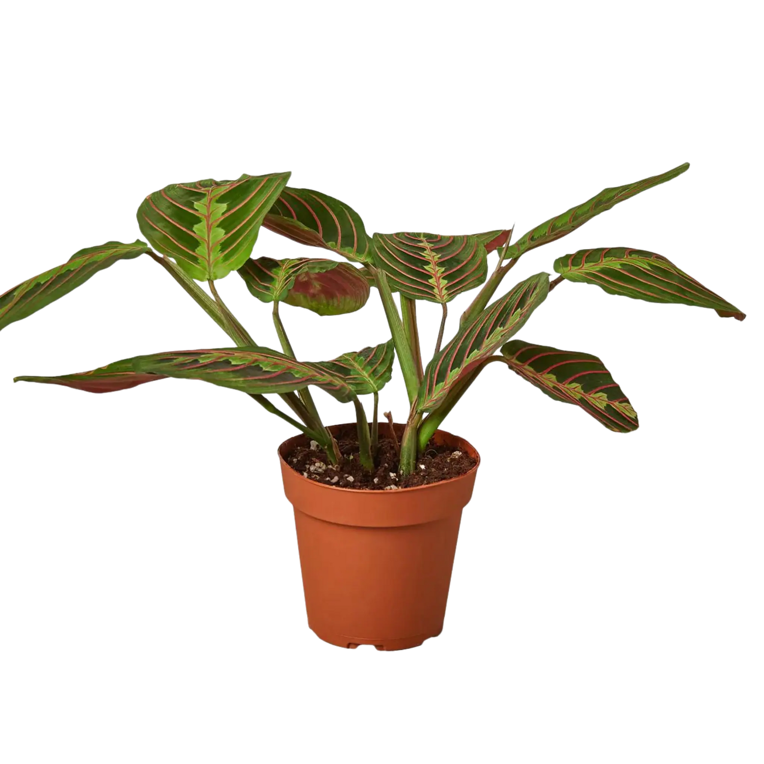 Prayer Plant &